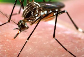 Vale a pena tomar a vacina contra a dengue?