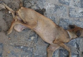 VEJA VÍDEO: Mais um caso de extrema violência contra animais é registrado em Cajazeiras