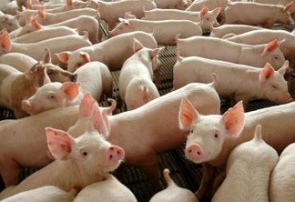 Porcos geram energia no Brasil