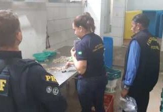 Operação da Polícia Federal apreende 4,5 toneladas de camarões comercializados de forma clandestina - VEJA VÍDEO