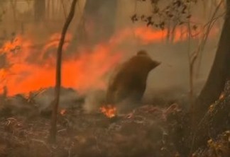 Coala é resgatado aos prantos durante incêndio na floresta - VEJA VÍDEO
