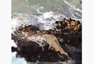 Tubarão sobe em pedras para pegar sardinhas em Fernando de Noronha - VEJA VÍDEO