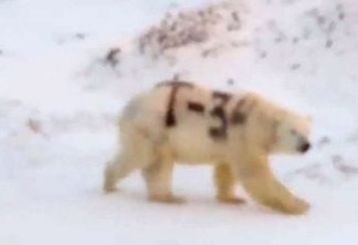 Mensagem misteriosa pintada em urso polar na Rússia alarma pesquisadores - VEJA VÍDEO