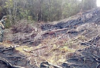 Operação contra desmatamento é deflagrada na Paraíba e em mais 16 estados