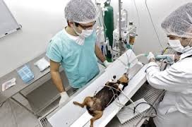 hospital veterinario