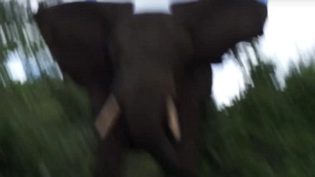 elefante2