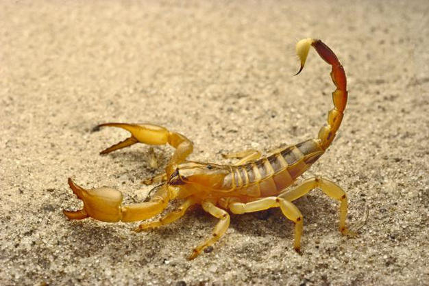 Scorpion, Opistophthalmus sp., in the Kalahari Desert, Botswana