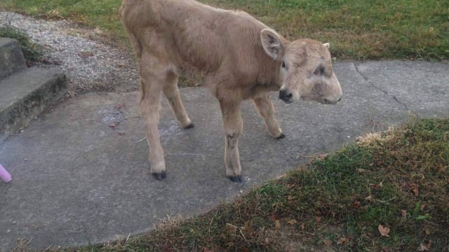 two-faced-calf